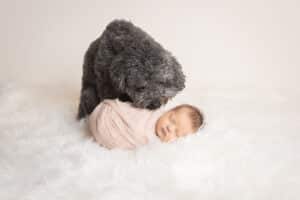 newborn photographer in rochester ny captures newborn baby girl sleeping with her puppy