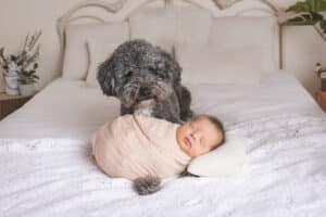 newborn photographer in rochester ny captures newborn baby girl with her dog